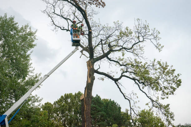 Best Commercial Tree Services  in Giddings, TX