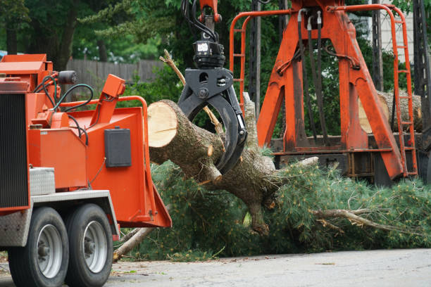 How Our Tree Care Process Works  in  Giddings, TX